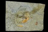 Lloydolithus Trilobite - United Kingdom #115236-1